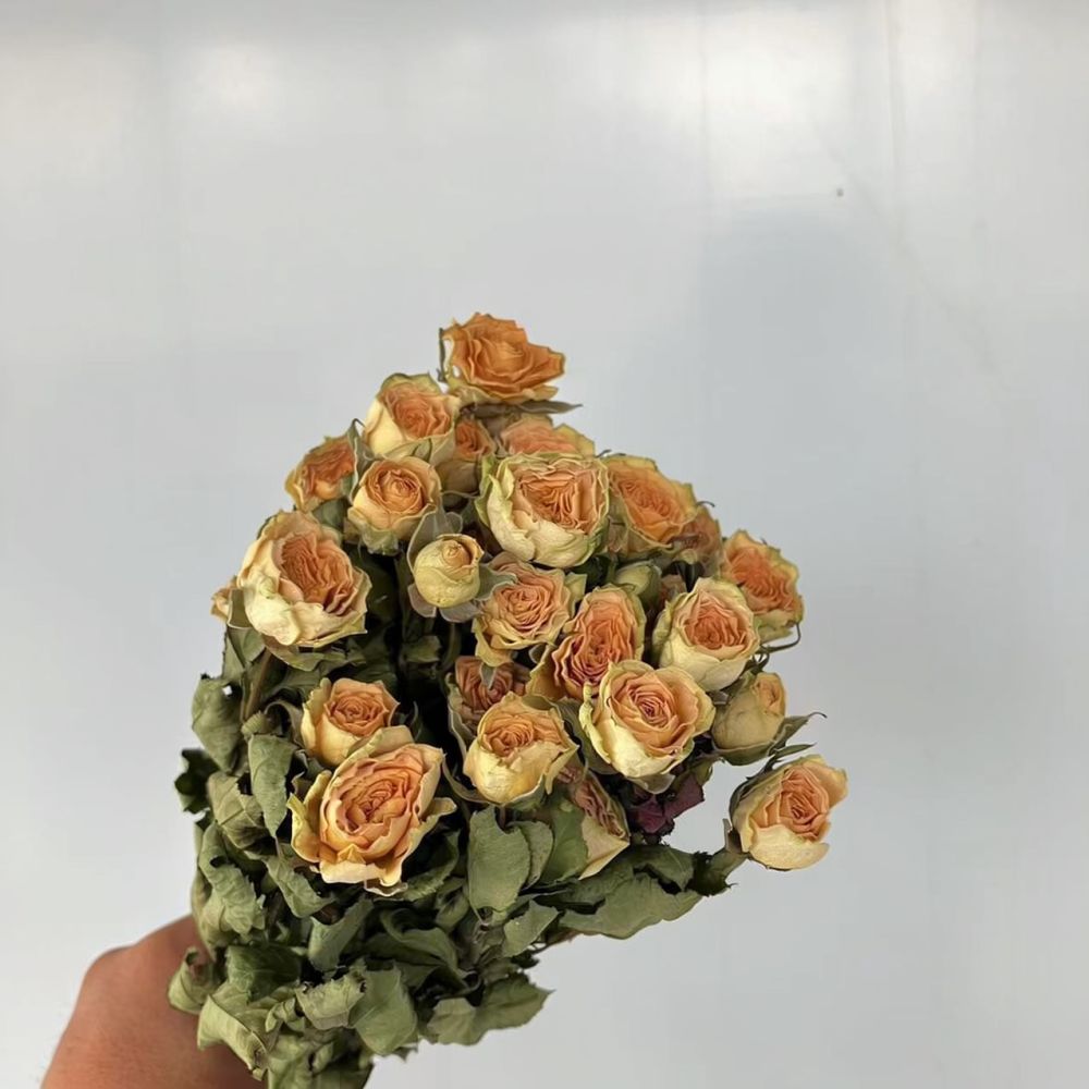 Real Preserved Roses Dried Flo - Resin Art Rose ulasan dan harga