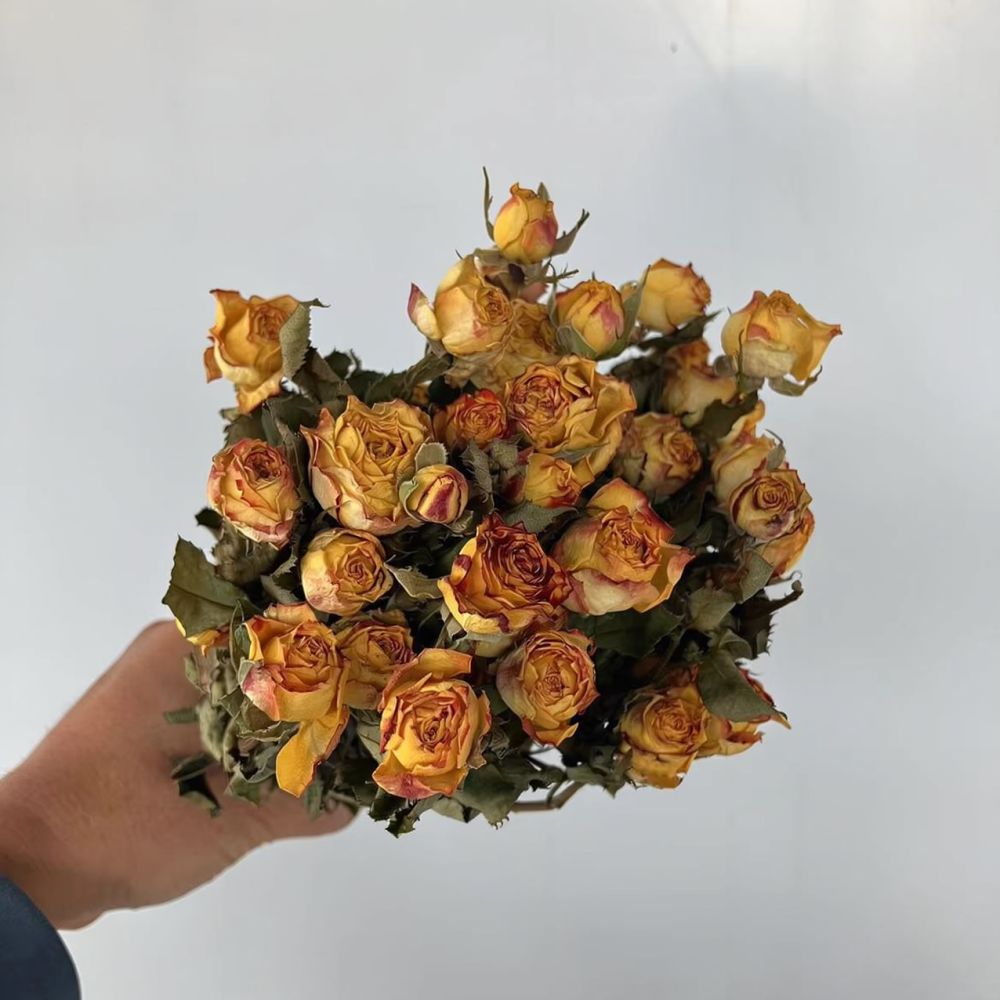 Real Preserved Roses Dried Flo - Resin Art Rose ulasan dan harga