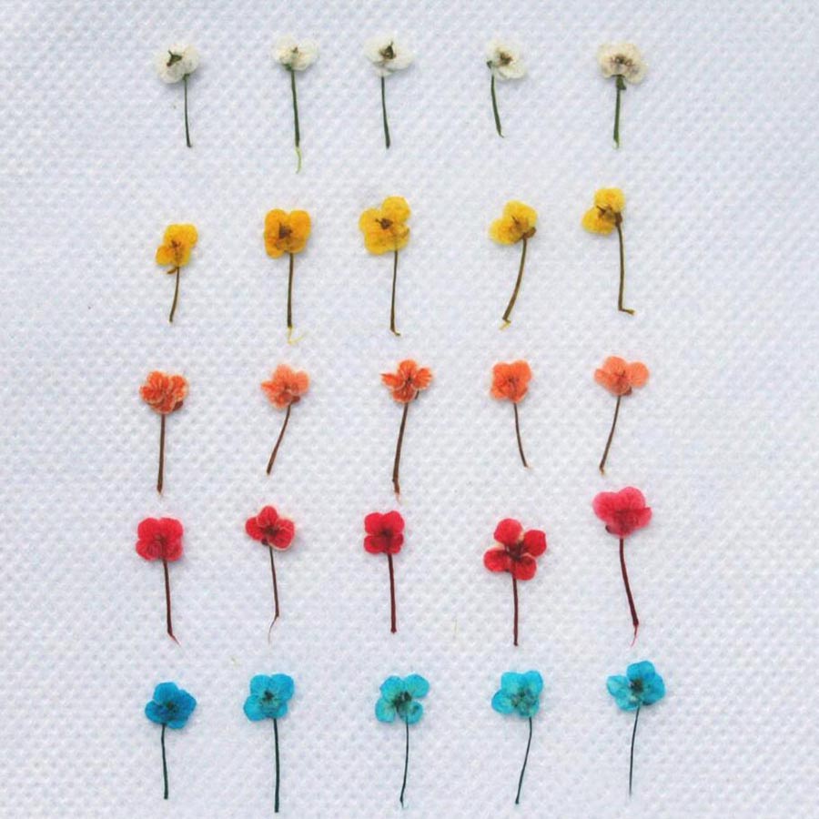 60pcs Mini Pressed Dried Flowe - Resin Art Case ulasan dan harga