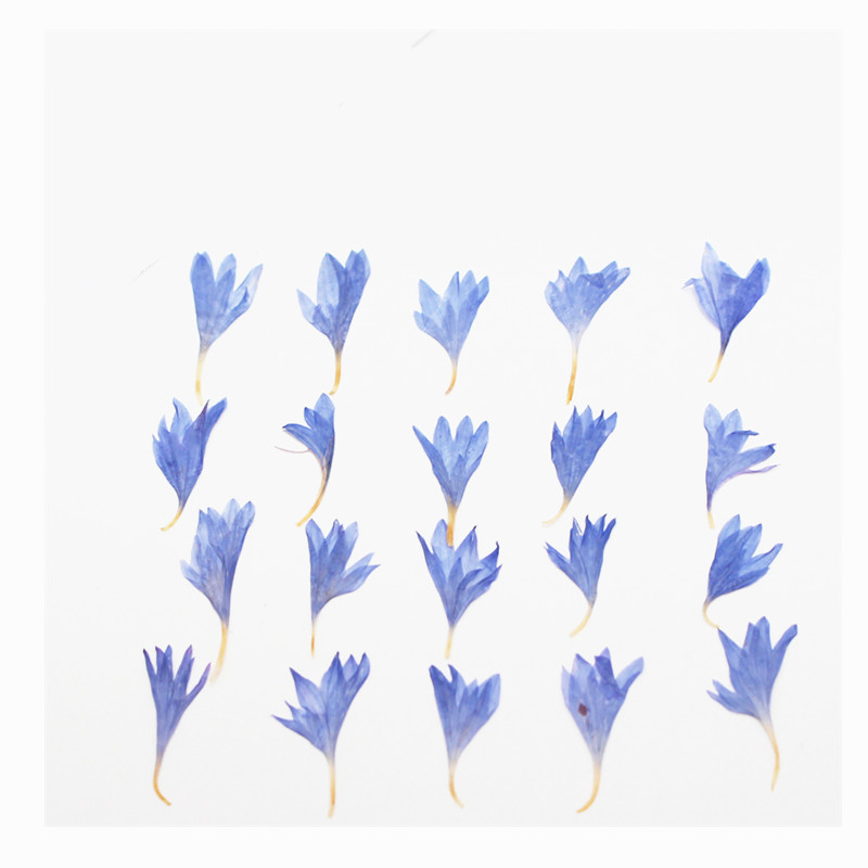 60pcs Mini Pressed Dried Flowe - Resin Art Case ulasan dan harga