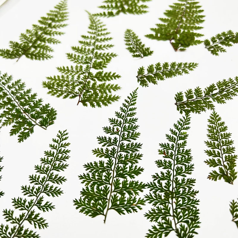 100Pcs Natural Rain Fern Leaf  - Resin Art Baby ulasan dan harga