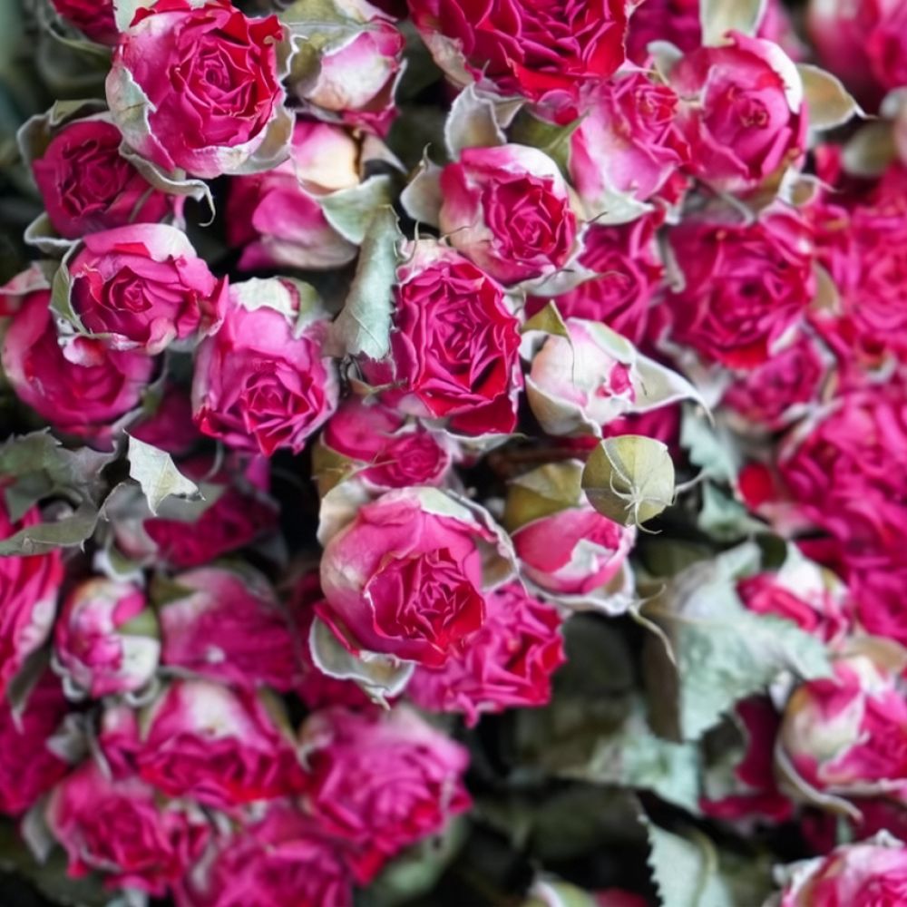 Natural Dried Bubble Rose Flow - Resin Art Rose ulasan dan harga